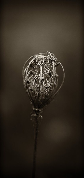 Zimska flora by Boštjan Rančigaj