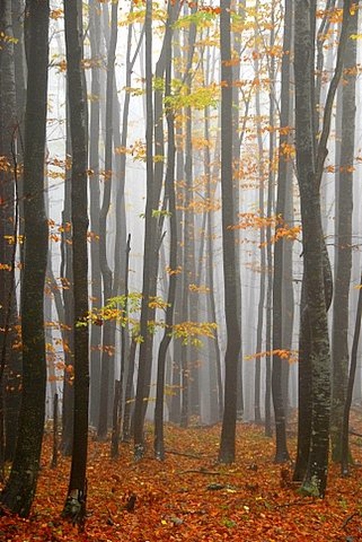 Misty forest by Duško Dokošič