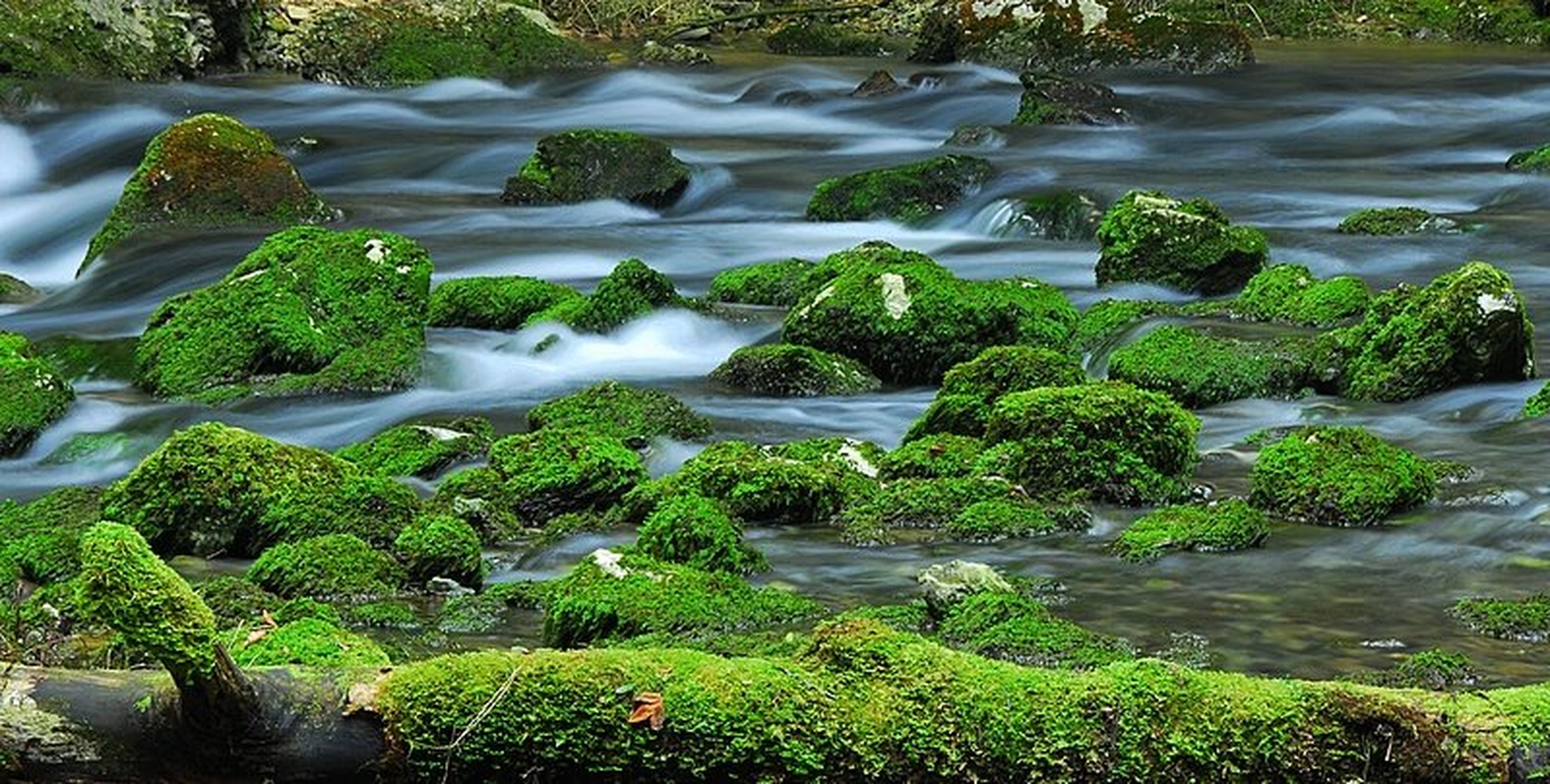 Mossy by Duško Dokošič