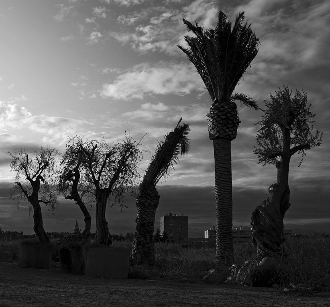 Palm friction I by Duško Dokošič