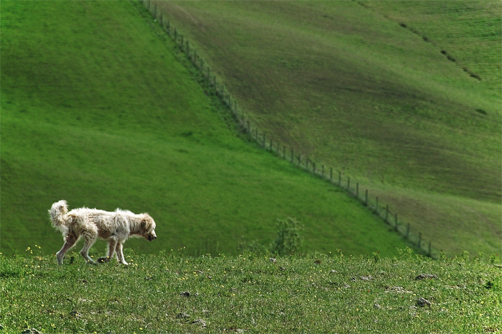 Ovčar by Duško Dokošič