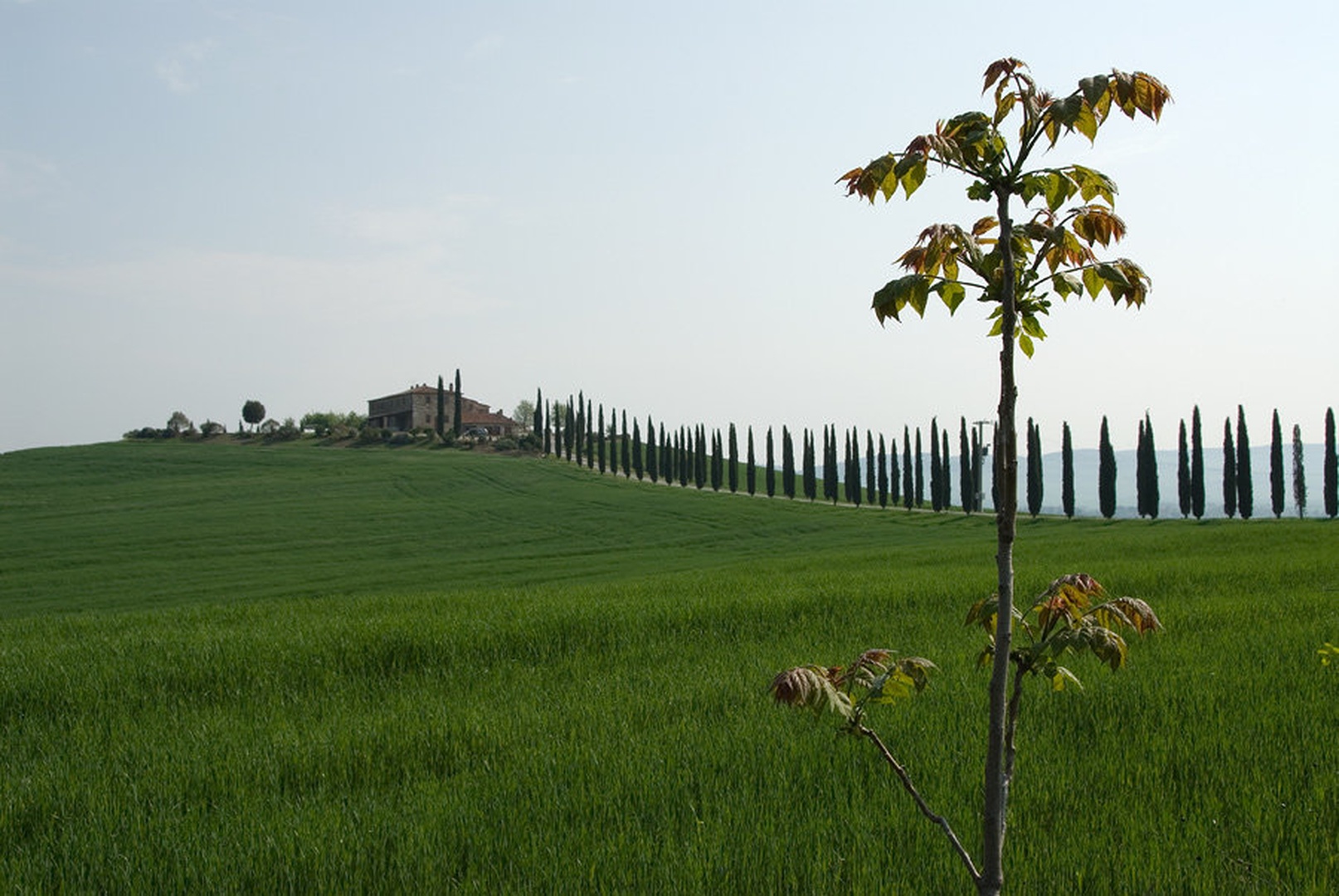 Ciprese in orehi by Duško Dokošič