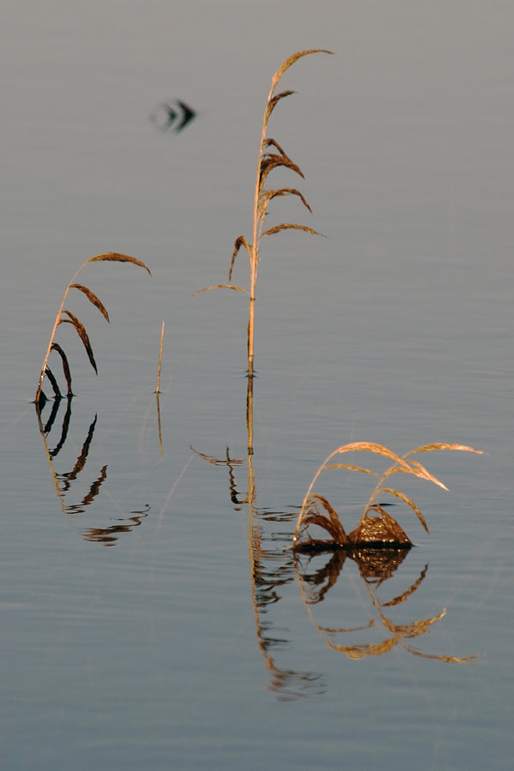 Akvarij by Duško Dokošič