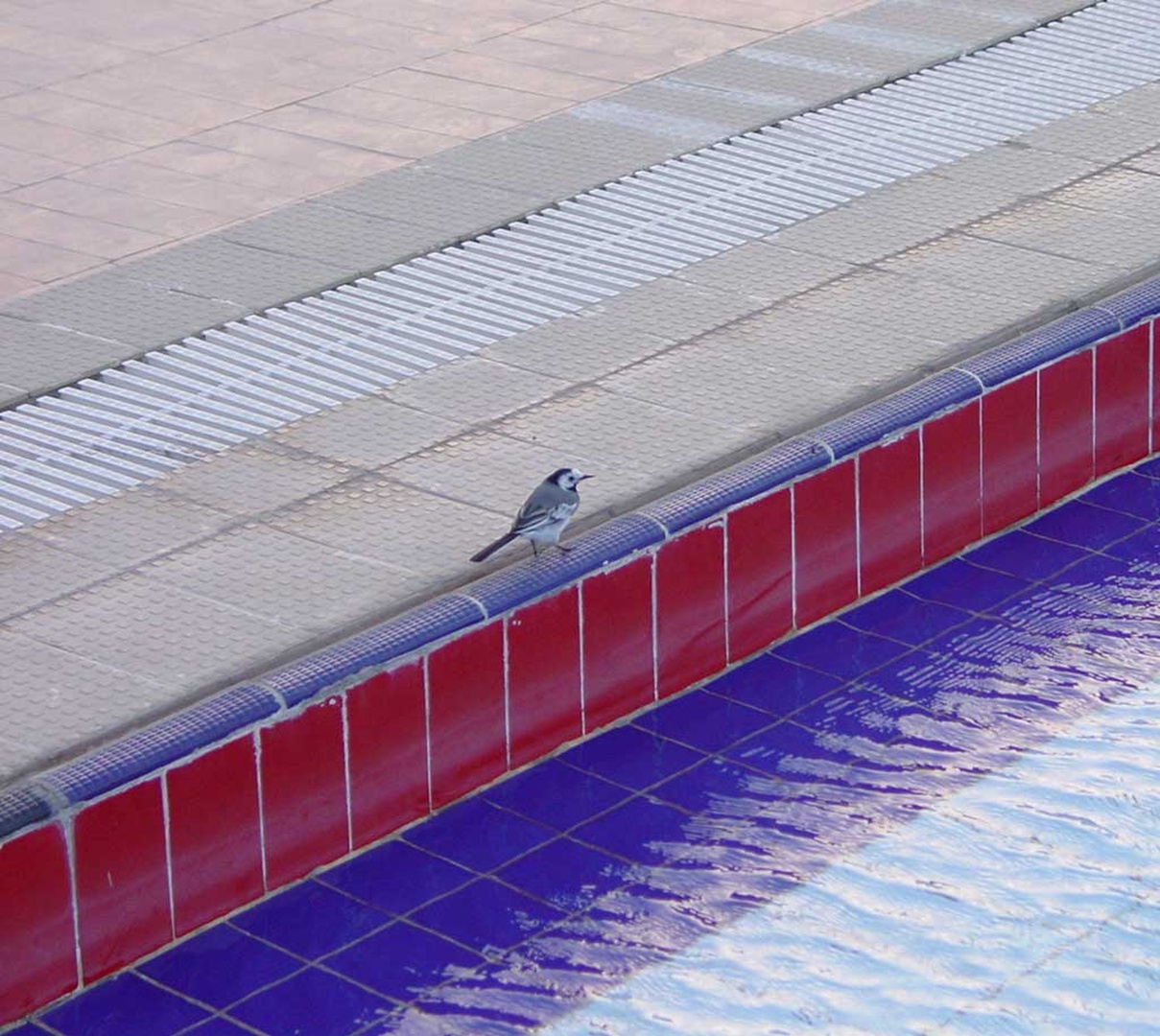 Twistin' by the Pool by Matjaž B.