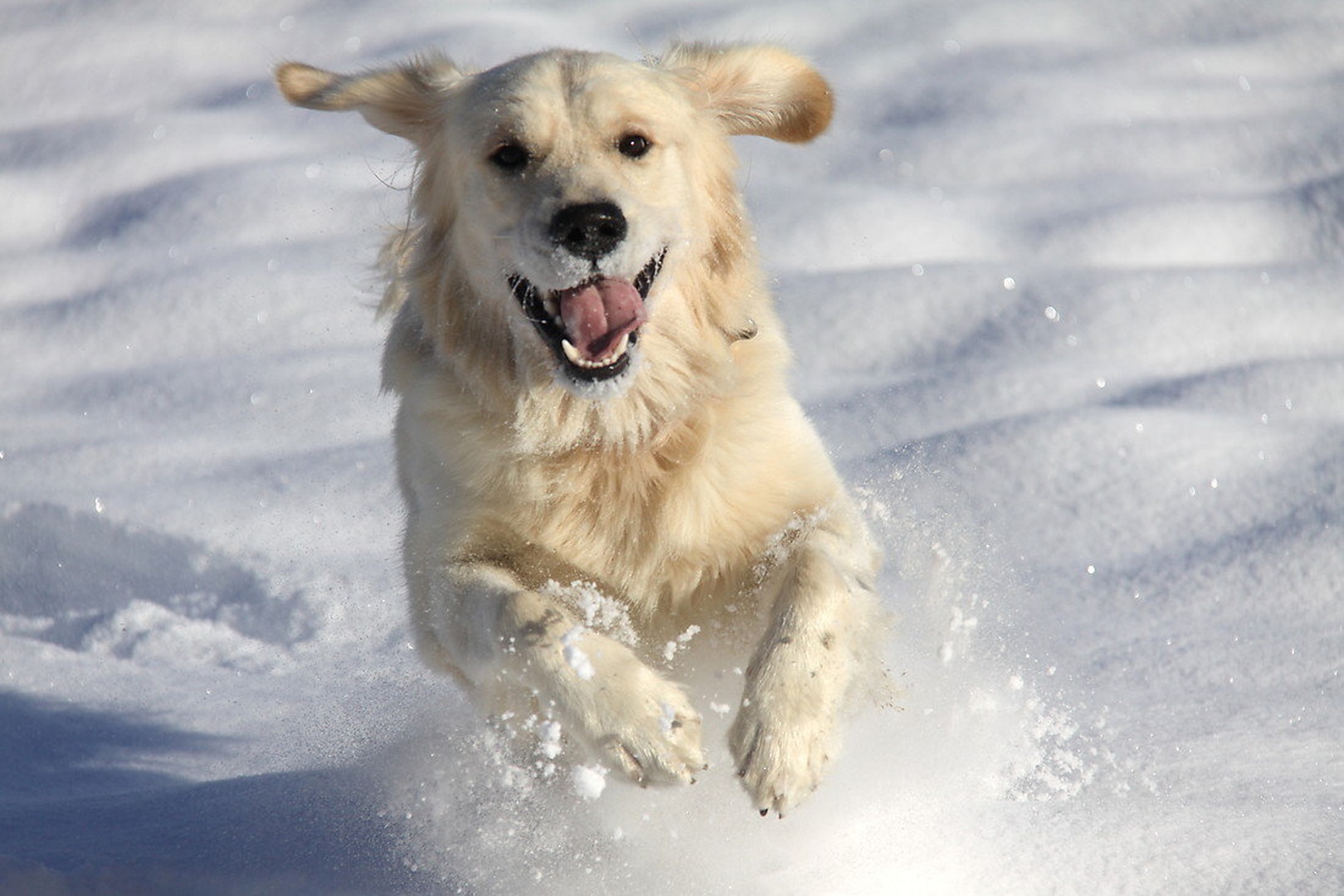 a happy crazy dawg by Nina Lozej