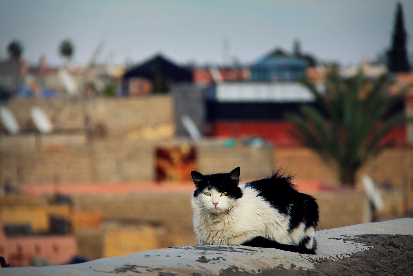 the Cat of Marrakech by Nina Lozej