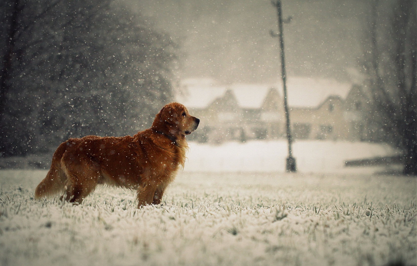 snowy fairytale by Nina Lozej