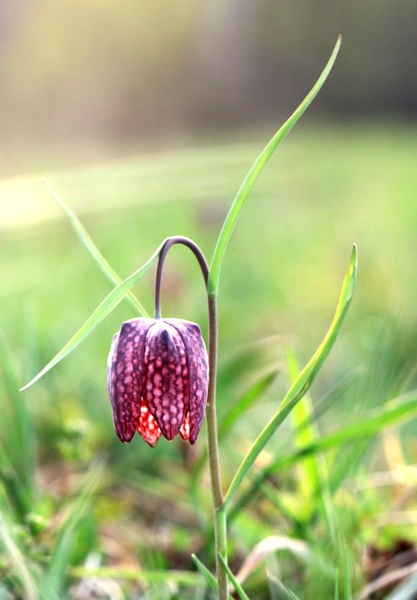tulipan močvirski by Nina Lozej