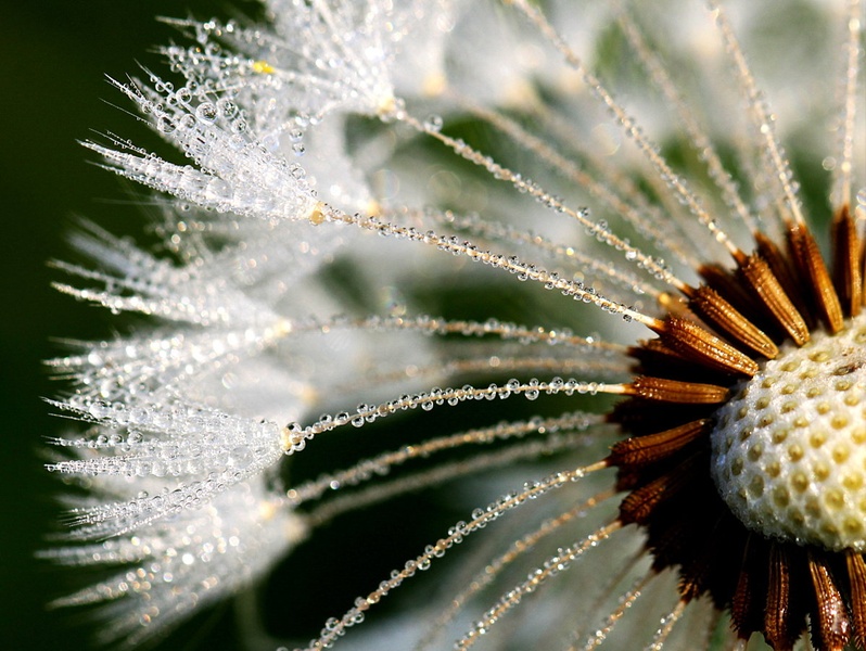 morning dew by Nina Lozej