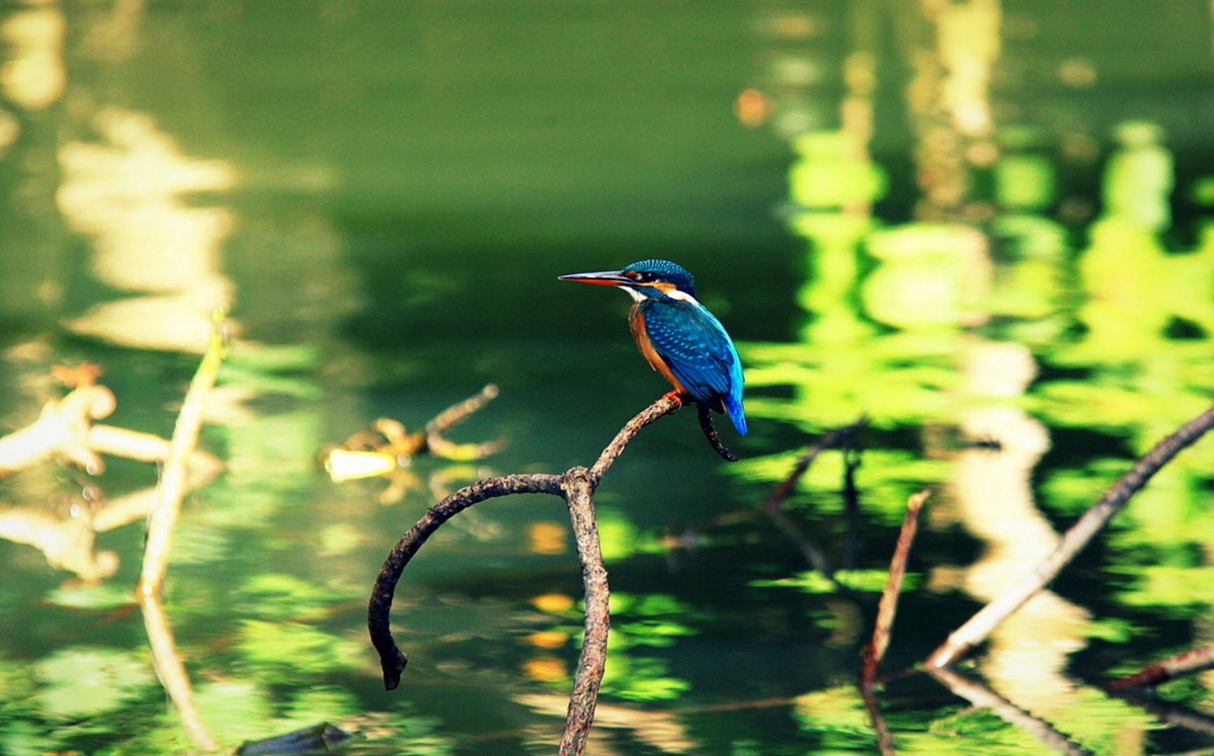 KING-fisher by Nina Lozej