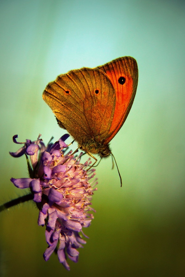 flutterby by Nina Lozej