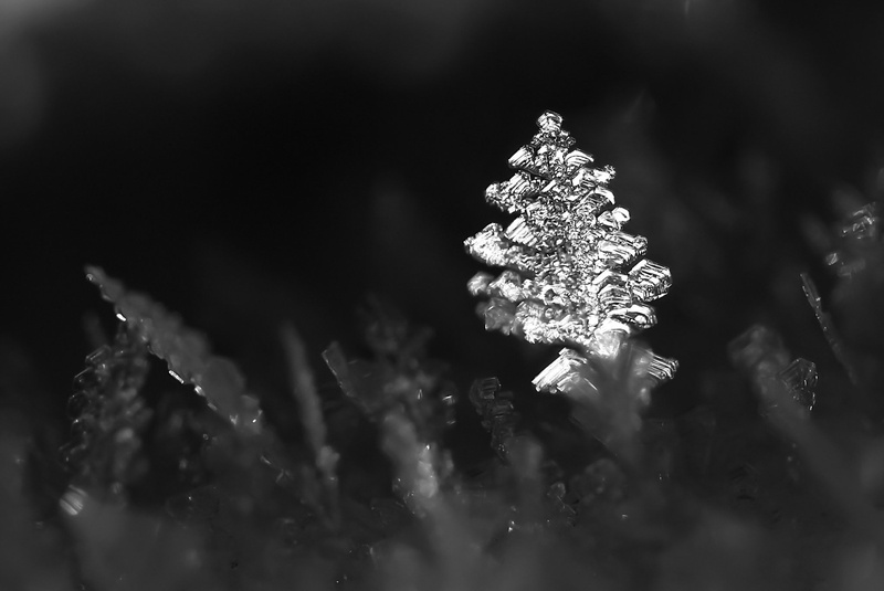 novoletna smrečica by Nina Lozej