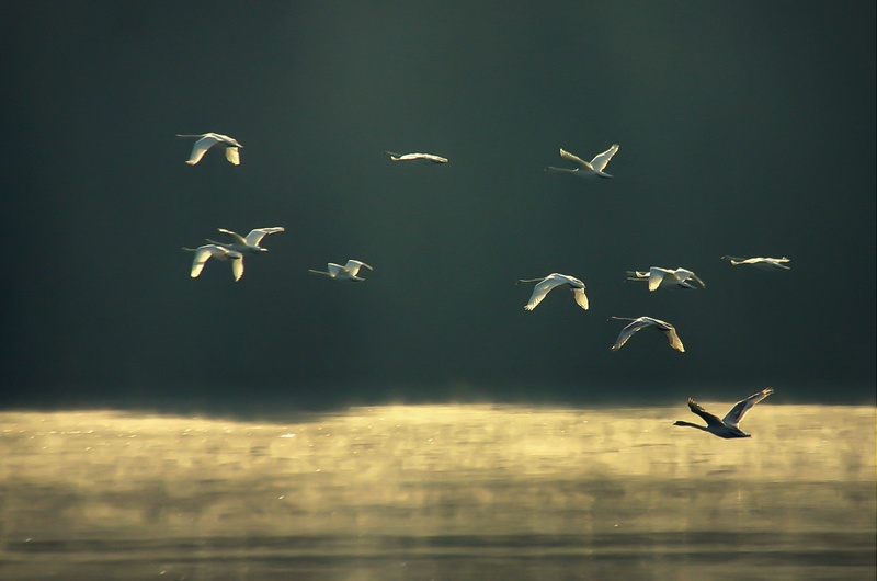 birds of a feather... by Nina Lozej