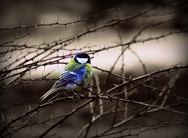 Thorn bird by Nina Lozej