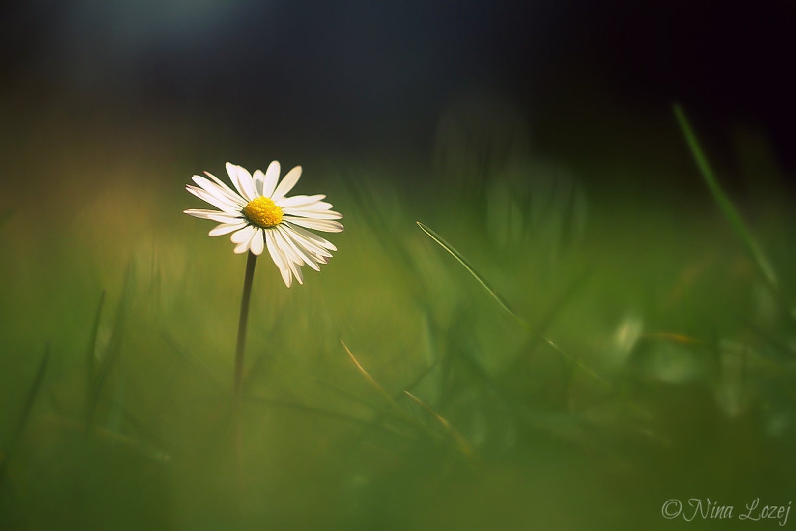 Lazy Daisy by Nina Lozej