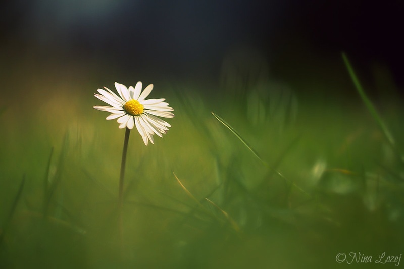 Lazy Daisy by Nina Lozej