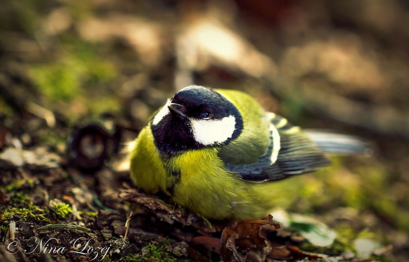a dying bird by Nina Lozej