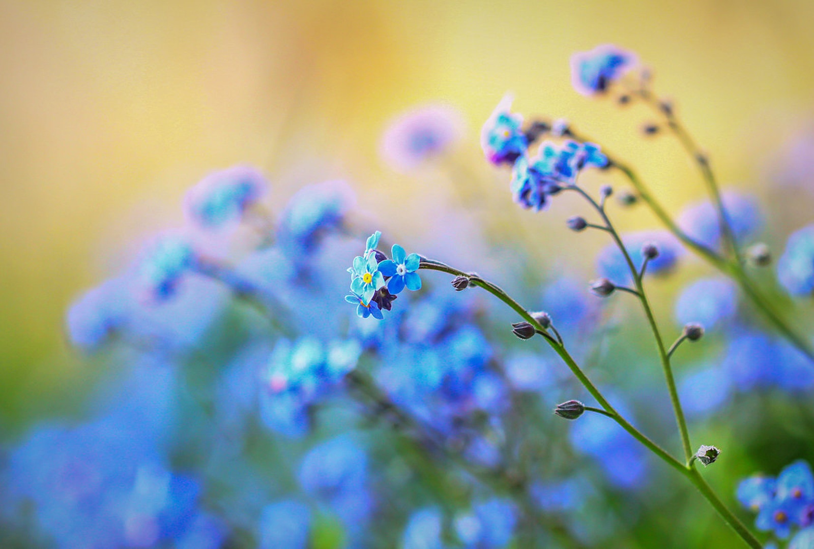 gentle spring by Nina Lozej