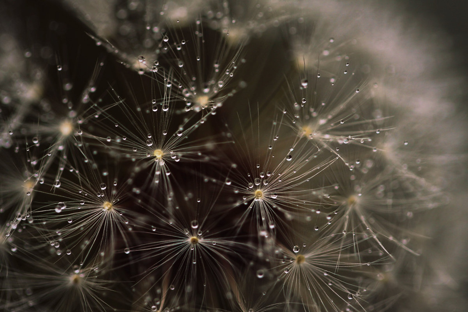 Tiny raindrops by Nina Lozej