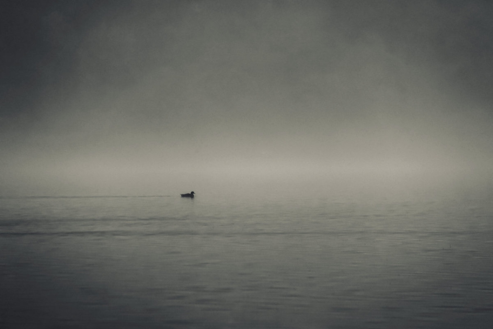 swimming or flying? by Nina Lozej