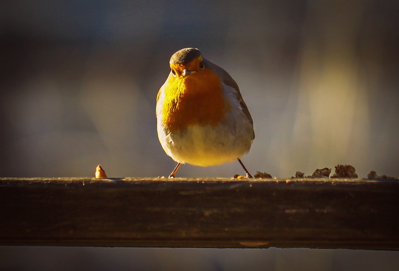 Hello! by Nina Lozej