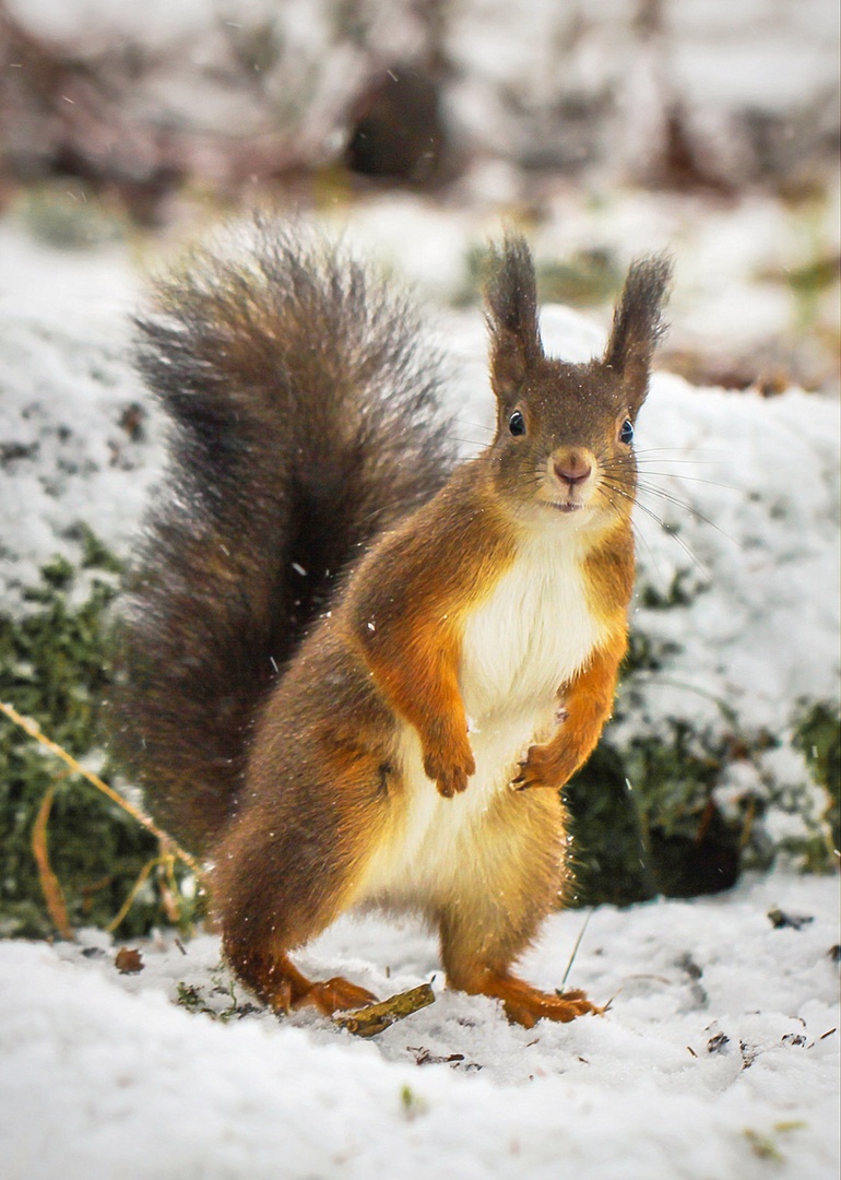 Hey, are you nuts?? by Nina Lozej