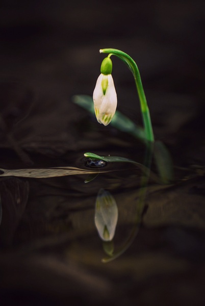 silent sadness by Nina Lozej