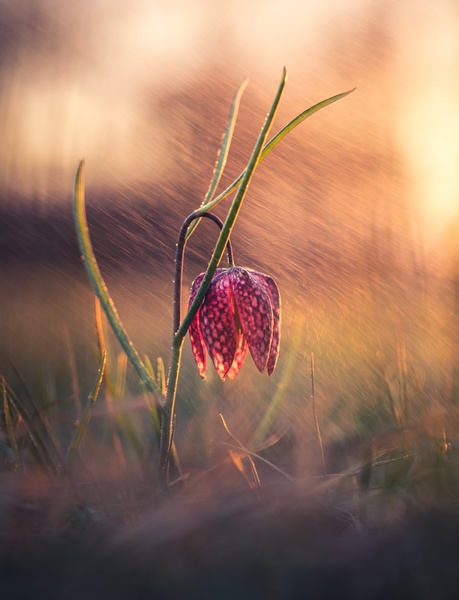 Fritillaria by Nina Lozej