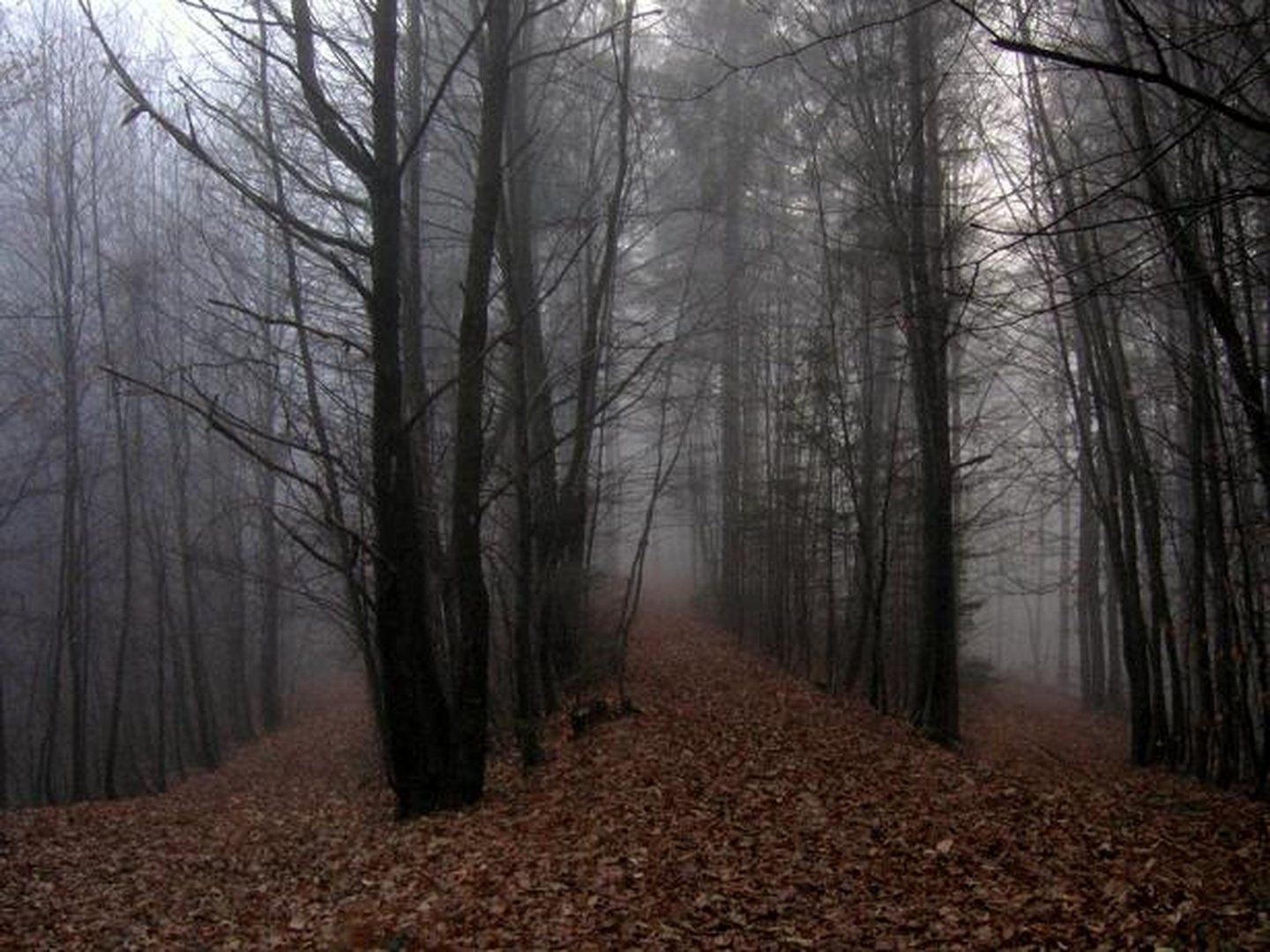 Wich way? by Nina Lozej