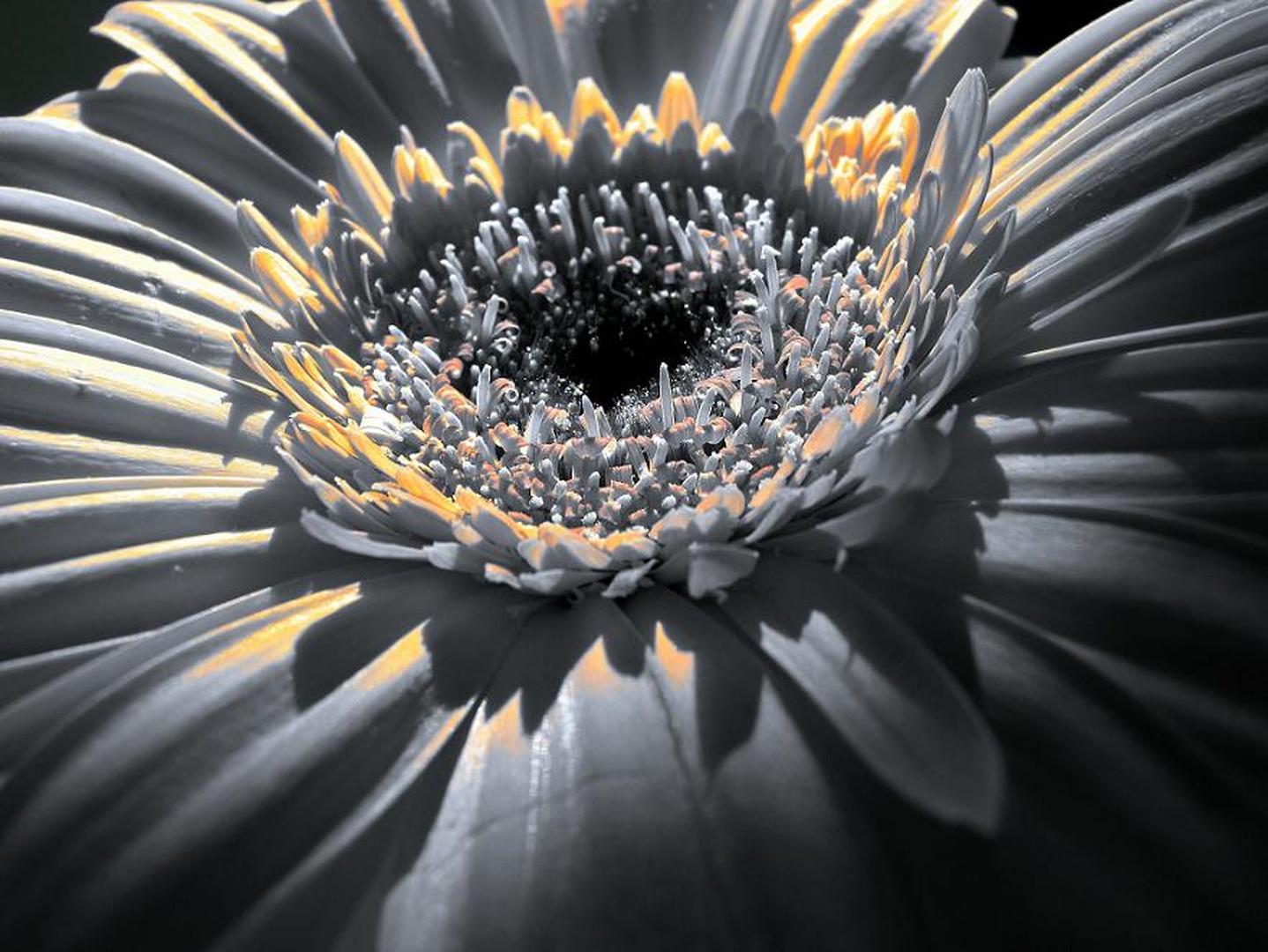 Gerbera by Nina Lozej
