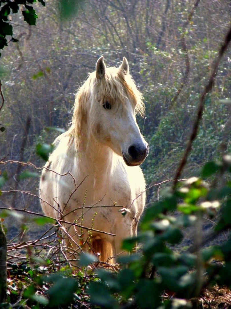 Wild horse by Nina Lozej