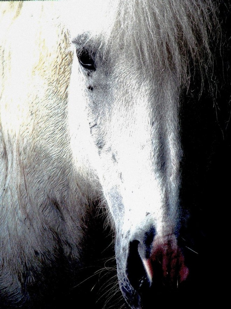 Icelandic horse by Nina Lozej