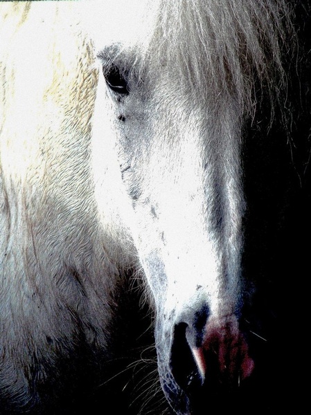 Icelandic horse by Nina Lozej