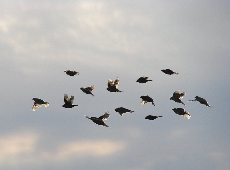 Flyin' birds by Nina Lozej