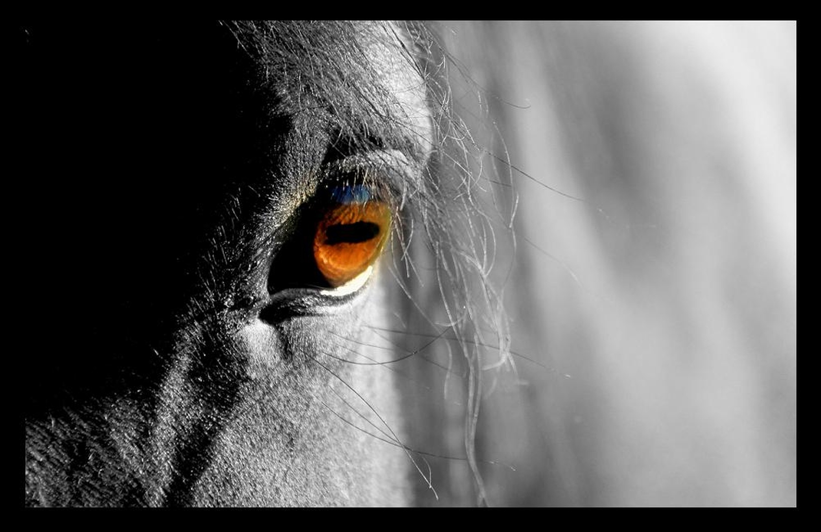 Indy's eye by Nina Lozej