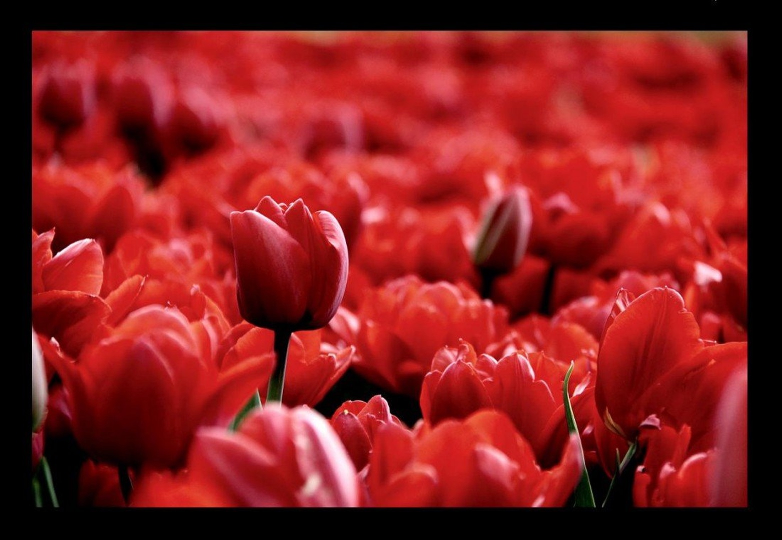 Red tulips everywhere by Nina Lozej
