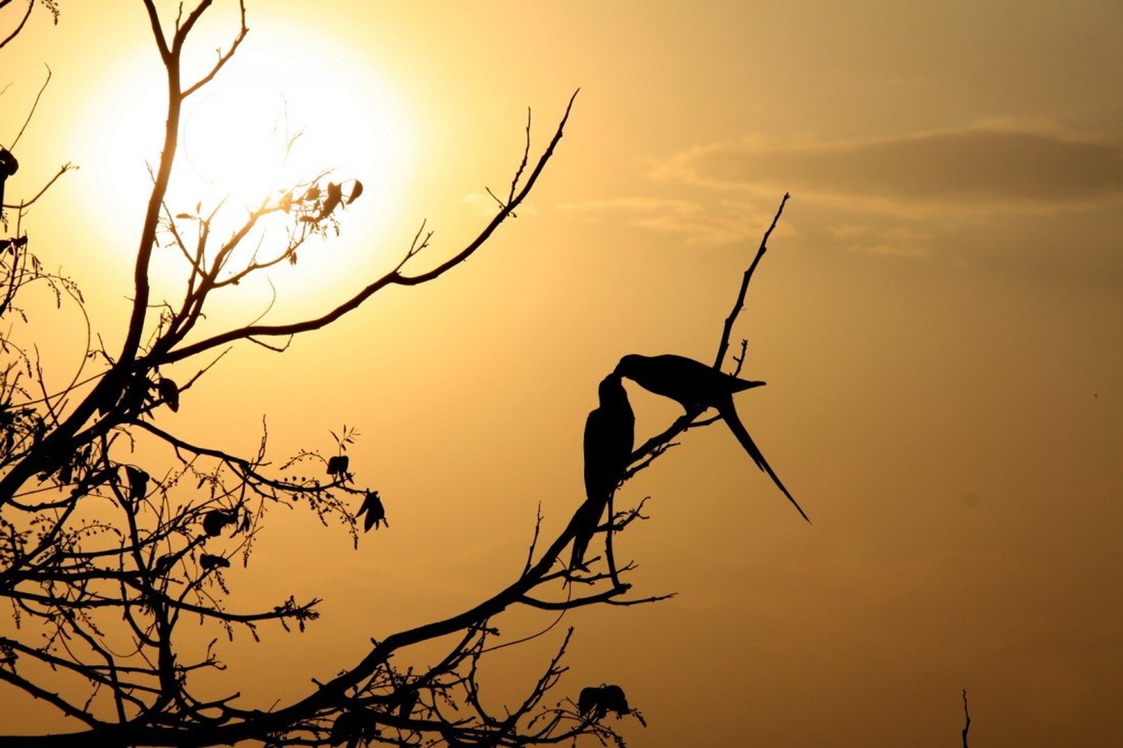 Lovebirds by Nina Lozej