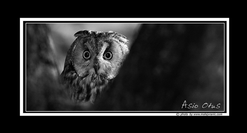 Asio Otus by Matej Vranič