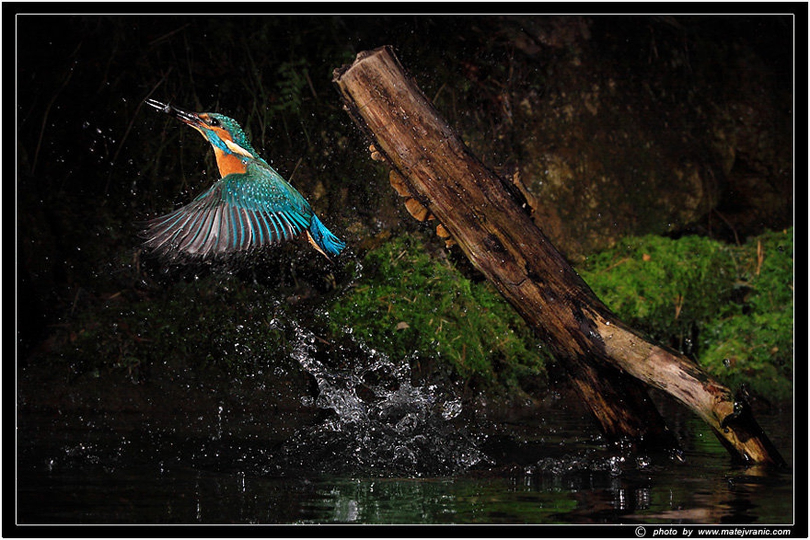 Kingfisher by Matej Vranič
