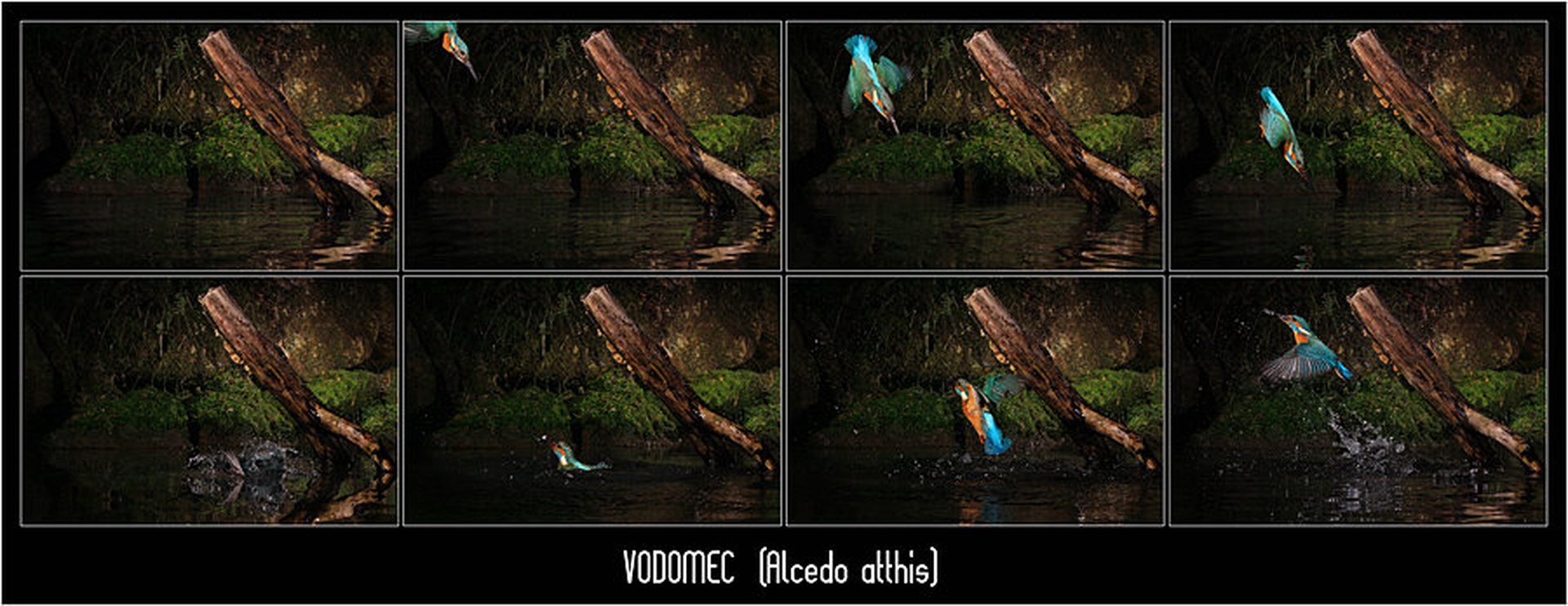 Kingfisher - serija by Matej Vranič