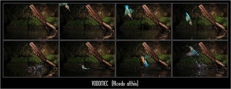 Kingfisher - serija by Matej Vranič