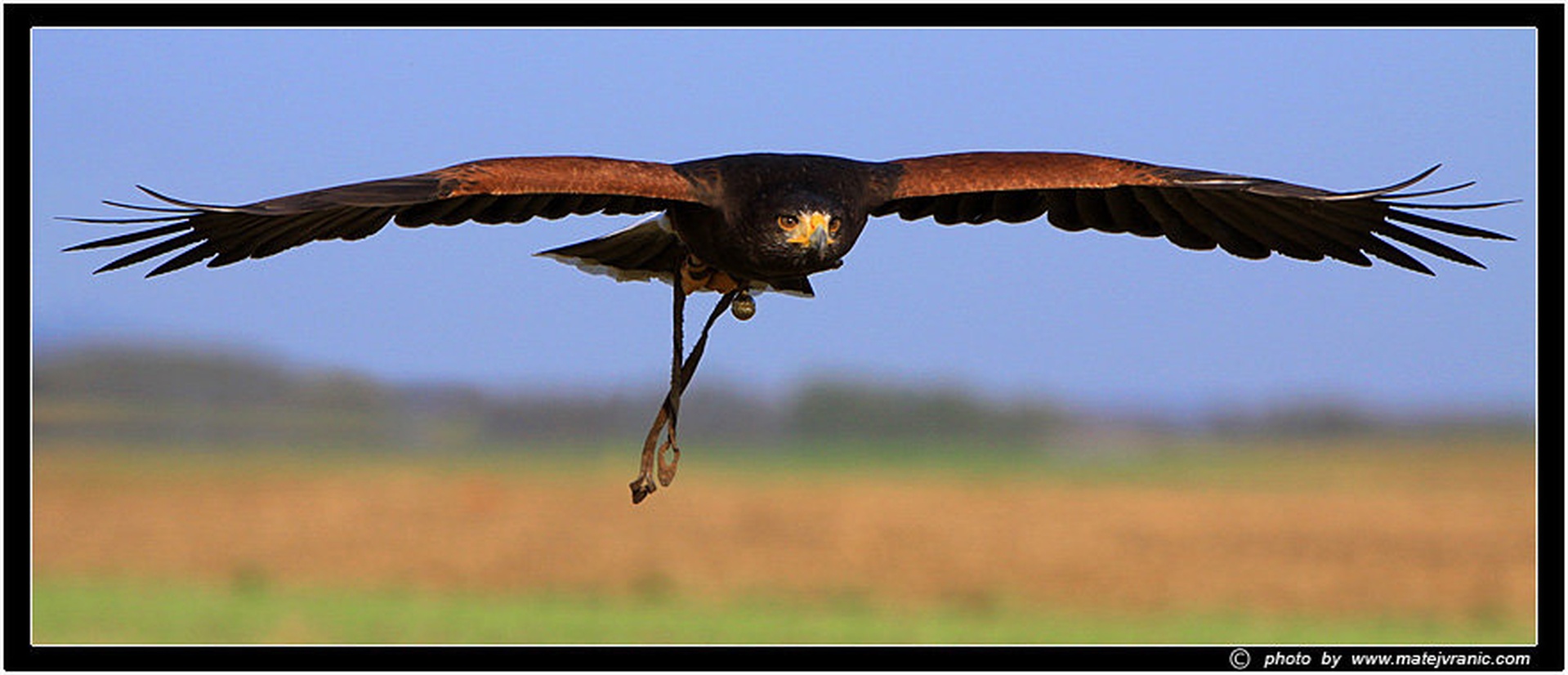 Harrison hawk by Matej Vranič