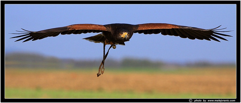 Harrison hawk by Matej Vranič
