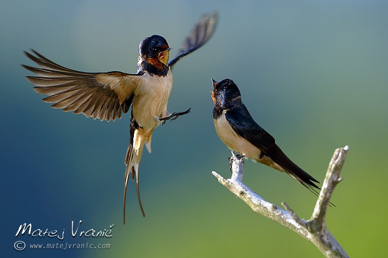 Kmečka lastovka (Hirundo rustica) by Matej Vranič