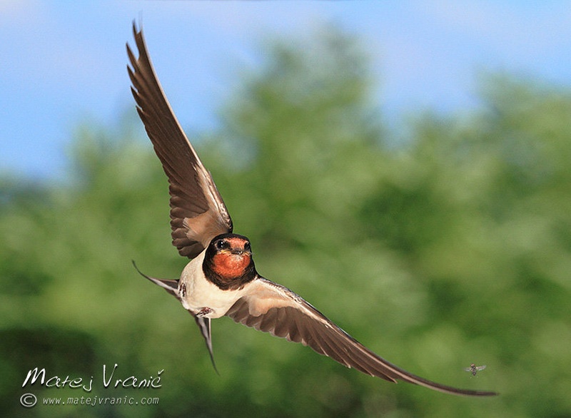 Kmečka lastovka - Hirundo rustica by Matej Vranič