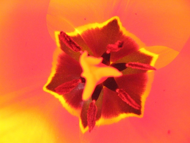 Tulipan zažari by andrej dolinšek