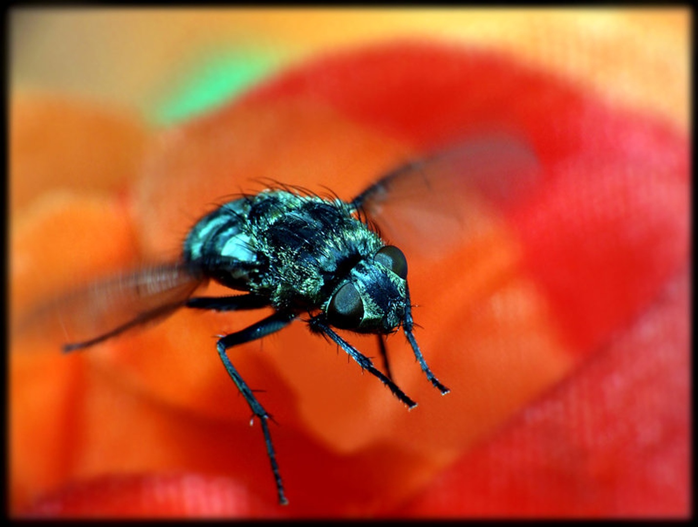 SuperFly by Matej Rant