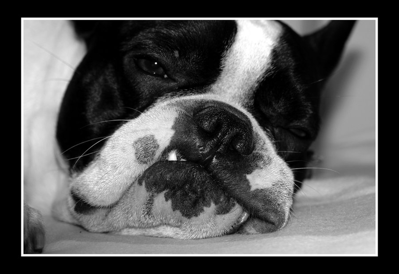 Dudo by Nix