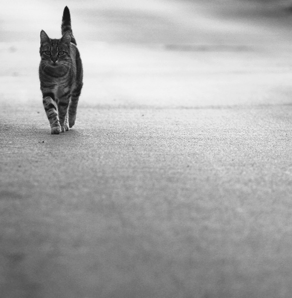 potepuh 2 by Jure T.