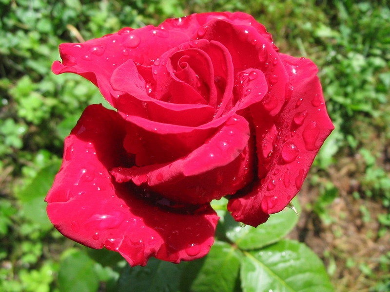 red rose by Peter Krajnc